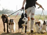 Un grupo de perros de paseo.