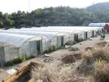 Parte del conjunto de invernaderos donde se ha localizado la plantación de marihuana.