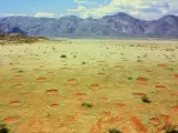 Círculos de hadas en Namibia.