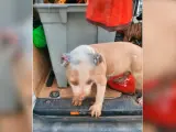 Desmantelan en Melilla un criadero de perros de raza peligrosa usados para peleas ilegales