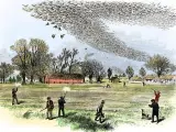 La paloma migratoria cubría los cielos de Norteamérica. La caza masiva y la deforestación la extinguieron a comienzos del siglo XX.