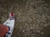 Fotografía aérea que muestra al barquero Paulo Monteiro da Cruz, de 49 años, mientras navega en su embarcación entre miles de peces muertos por el calor y la acidez del agua, en la Reserva de Desarrollo Sostenible Lago do Piranha, en Manacapuru, Amazonas (Brasil).