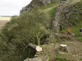 Imagen del árbol taldao, junto al Muro de Adriano en Northumberland.