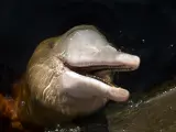 Delfín de río en Brasil