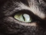 El ojo de un gato.