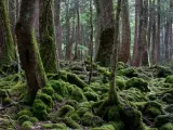 Aokigahara, el bosque suicida de Japón
