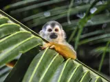 Mono ardilla en las selvas de Costa Rica.