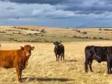 Unas vacas en el campo.