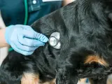 Los servicios veterinarios están sometidos a un IVA del 21%, pese a las numerosas reclamaciones de los profesionales del sector para reducirlo.