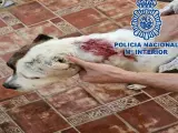 El arrestado hirió con un arma blanca al perro en el cuello, aunque las heridas resultaron ser superficiales.