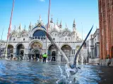 Una gaviota en la plaza San Marcos de Venecia.