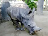 El rinoceronte Pedro en el Zoo de Barcelona.