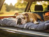 La ley de Bienestar Animal influye en cómo dejamos a nuestras mascotas en el coche