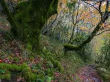 Sendero por el bosque ancestral Devesa da Rogueira en otoño