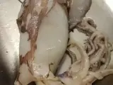 Encuentra un bebé tiburón dentro de un calamar cuando lo limpiaba