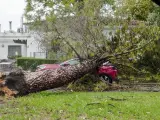 Varios árboles de grandes dimensiones caídos por el fuerte temporal de viento sobre distintos coches en el barrio de la Motilla, en Dos Hermanas (Sevilla).