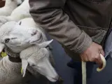 Los pastores han guiado a las ovejas durante su paso por las calles de Madrid