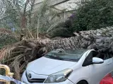 El viento tumba una palmera en Ibiza y causa daños en dos coches