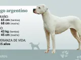 El dogo argentino solo admite la capa completamente blanca, con alguna mancha negra en las orejas, ojos o cráneo, nunca superando el 10% del tamaño de la cabeza.