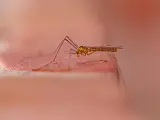 Imagen de archivo de un mosquito picando a una persona.