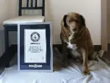 Bobi, un mastín del Alentejo que según la organización Guinness era del perro vivo más longevo del mundo, falleció este fin de semana en su casa en Portugal a los 31 años y 165 días de edad.