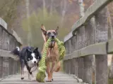 Dos perros jugando juntos.