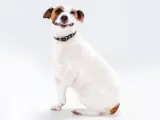 La sonrisa canina se expresa con labios estirados, orejas relajadas, habitualmente movimiento de cola y pueden mostrar los dientes.