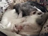 Una pareja de hurones durmiendo juntos.