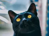 Gato negro.