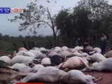 Los cadáveres de las reses afectadas por la caída del rayo en Paraguay.