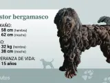 El pastor de Bergamasco puede ser de color gris claro hasta el negro, con matices rojizos permitidos.