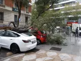 Un árbol caído sobre varios coches en una calle del centro de Madrid este jueves 2 de noviembre de 2023 por el paso de Ciarán.