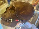 Cráneo humano encontrado en una tienda de segunda mano.