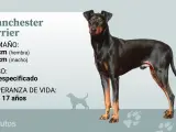 El Manchester terrier solo puede presentar un color y un patrón: el negro y fuego.
