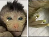Mono quimérico nacido en el Laboratorio de Shangái en China.