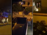 Capturas de vídeos grabados por los vecinos de Ladispoli del león escapado.