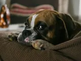 Un Bulldog en un sofá.