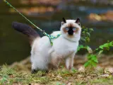 Un gato paseando con correa.