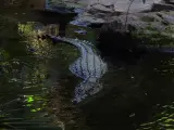 Un cocodrilo en el agua en una foto de archivo.