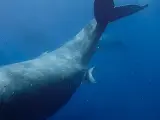 Momento en el que una ballena jorobada da a luz.