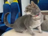 Lenny, el gato viajero.