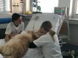 Un perro de terapia en la unidad de cuidados intensivos pedi&aacute;tricos del Hospital 12 de Octubre.