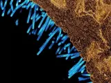 Micrografía electrónica de transmisión coloreada que muestra las partículas del virus de la gripe porcina (azul) unidas a una célula (naranja). NIAID (Foto de ARCHIVO) 16/5/2019