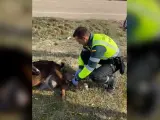 Un Guardia Civil asiste el parto de una cabra en la carretera