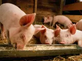 El Reino Unido declara su primer caso de gripe porcina en un ser humano.