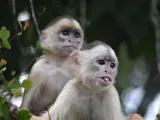 Dos capuchinos de frente blanca.