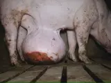 Cerdo en mal estado en la granja de Burgos.