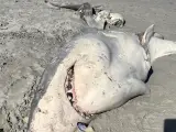 Tiburón destrozado por orcas