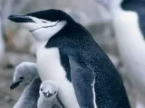 Pingüino barbijo adulto con pingüinos más jóvenes