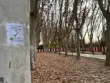 Los vecinos han colocado carteles en los árboles de Arganzuela que no se talarán tras la modificación del proyecto.